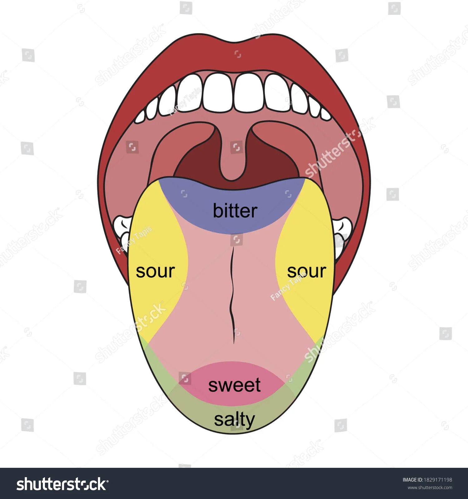 Пять вкусов человека. Вкусовые рецепторы на языке умами. 5. Вкусовая карта языка.. 5 Вкусовых рецепторов. 5 Вкусовых рецепторов у человека умами.