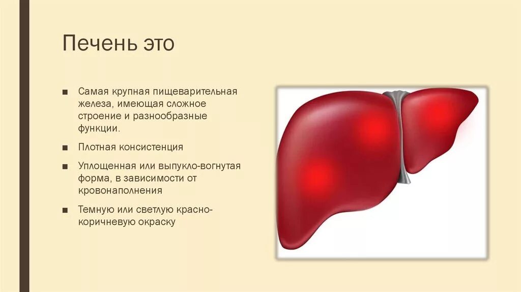 Печень крупная железа. Печень изображение.