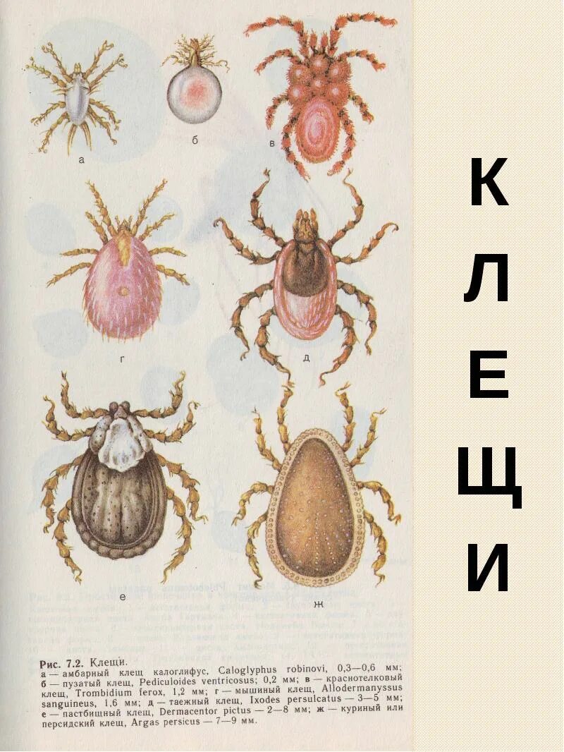 Клещи какой тип. Мышиный клещ allodermanyssus sanguineus. клещ рисунок. изображение клеща. клещи паразитология.