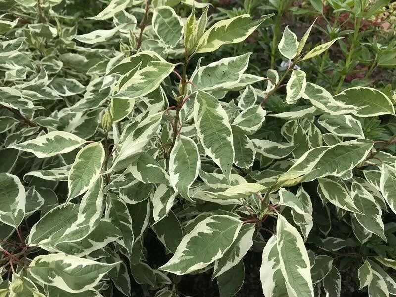 Дерен ивори хало. Дерен айвори хало. Дерен элегантиссима (cornus alba elegantissima). Дерен белый ивори хало. Дерен белый айвори хало.
