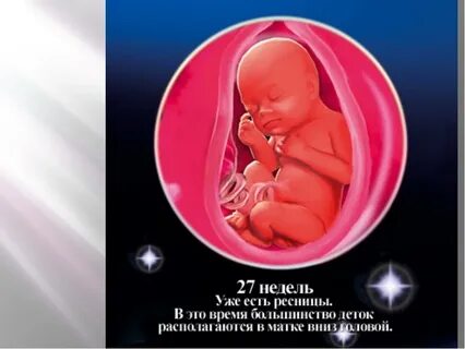 Развитие плода 27