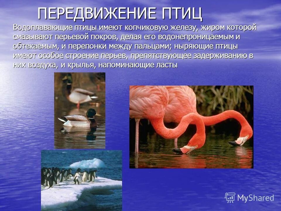 обитатели планктона нектона и бентоса. обитатели водной среды обитания. приспособление организмов к водной среде. приспособленность к водной среде. особенности водных организмов.