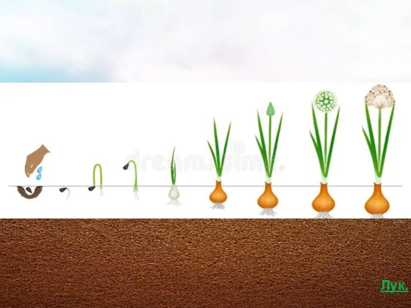 Проектная работа как прорастить фасоль. Опыт с фасолью. Проект семечко. Проект семечко. Проект семечко.