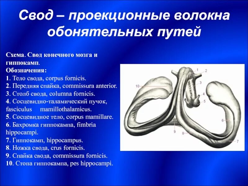 Гиппокамп головного мозга анатомия. Столбы свода головного мозга. Свод головного мозга анатомия. Строение свода головного мозга. Свод головного мозга