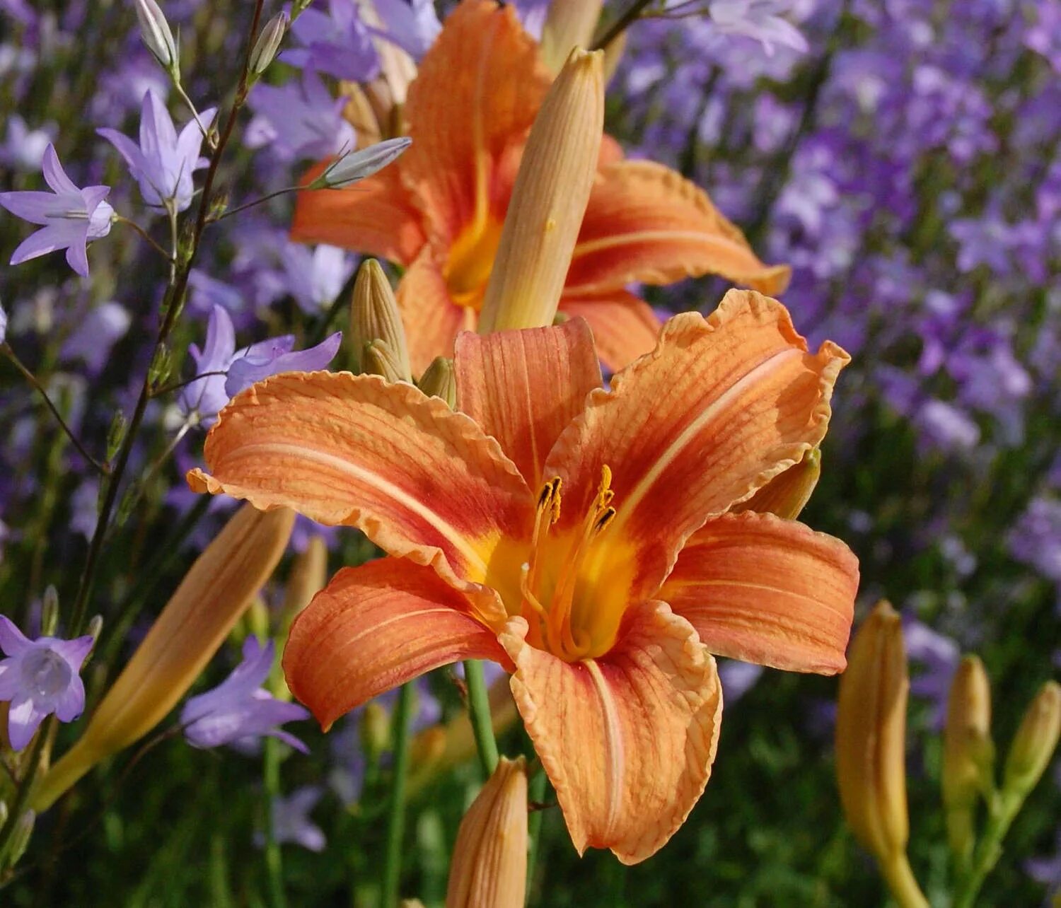 Лилейник Hemerocallis Orange. Лилейник буро-жёлтый. Лилейник Деленка. Лилейник буро-желтый (Hemerocallis fulva).