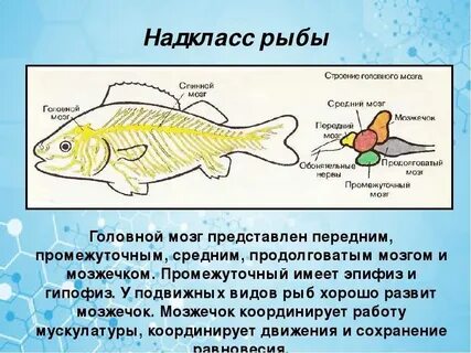 Отделы мозга у рыб