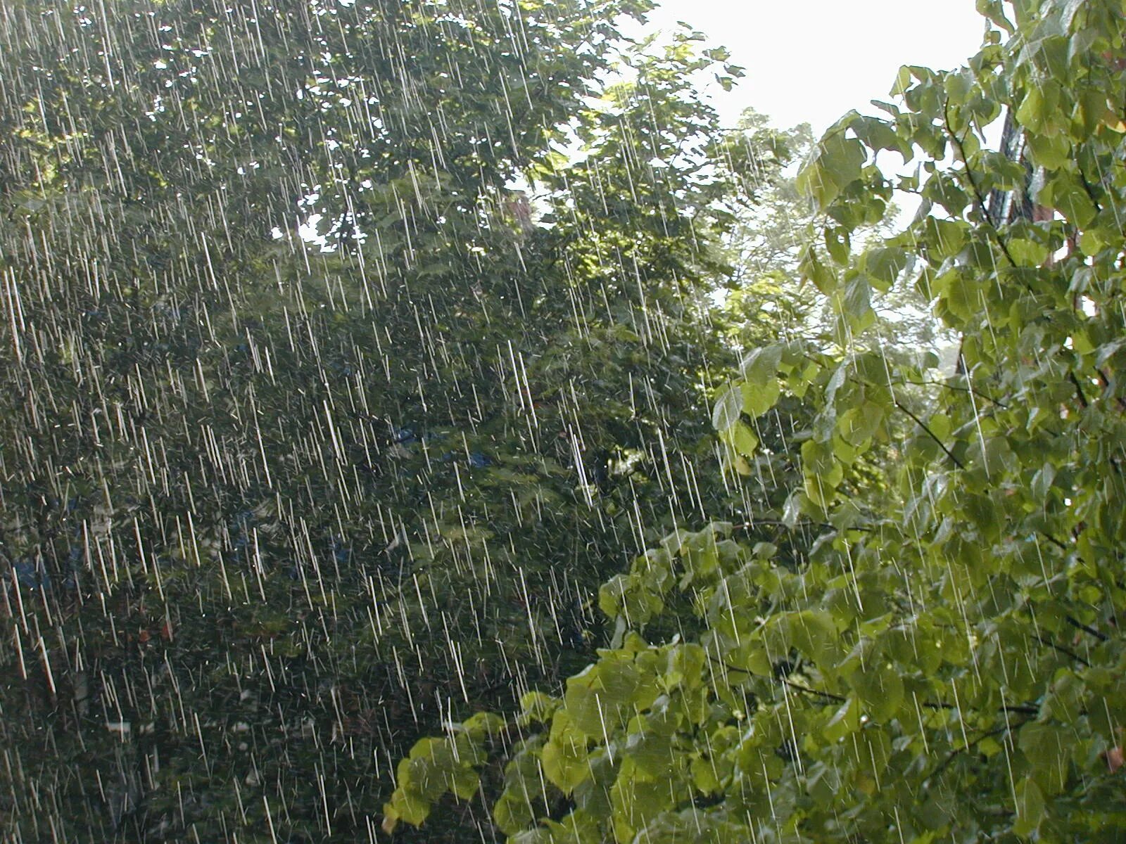 Raining tree