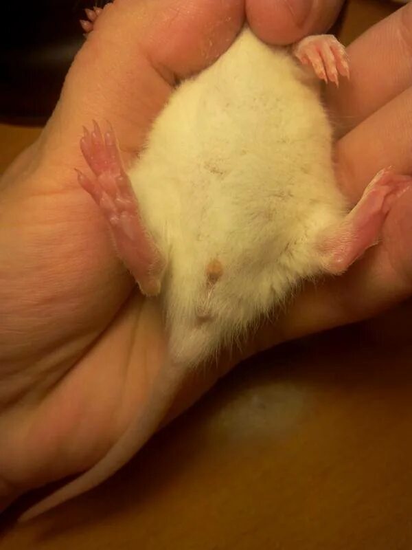 Как отличить крысу мальчика от девочки. Как понять мальчик или девочка крыса. Половые органы песчанок. Как понять крыса мальчик или девочка. Крыса мальчиков и девочек как отличить.