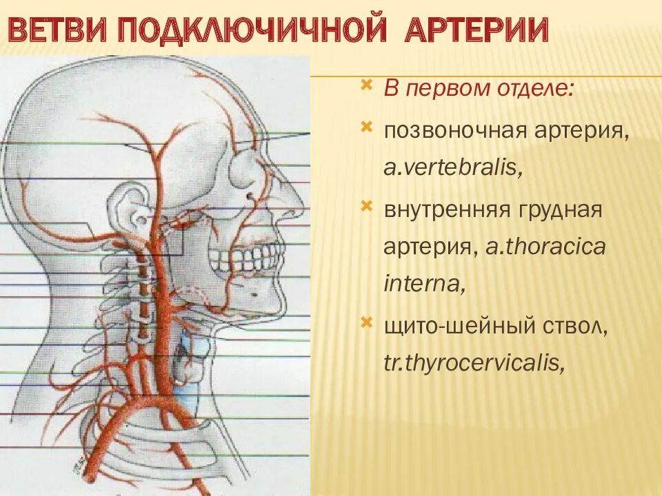 Кровообращение в шейном отделе