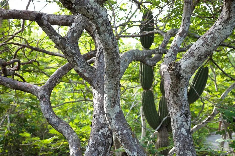 Дерево Пало Санто Перу. Bursera graveolens. Паоло Санто дерево. Palo Santo дерево.