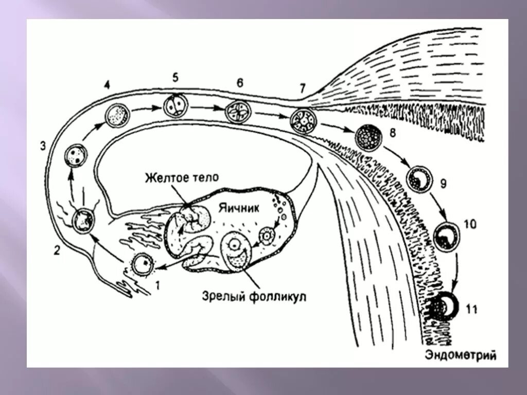 3 5 фолликулов в яичнике. Оплодотворение и развитие плодного яйца схема. Этапы развития оплодотворенной яйцеклетки. Оплодотворение в маточной трубе схема. Схема созревания яйцеклетки.