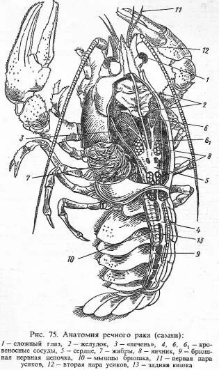 Внутреннее строение речного. Строение рачка. Подпишите отделы тела речного рака.. Строение креветки. Строение речного краба.