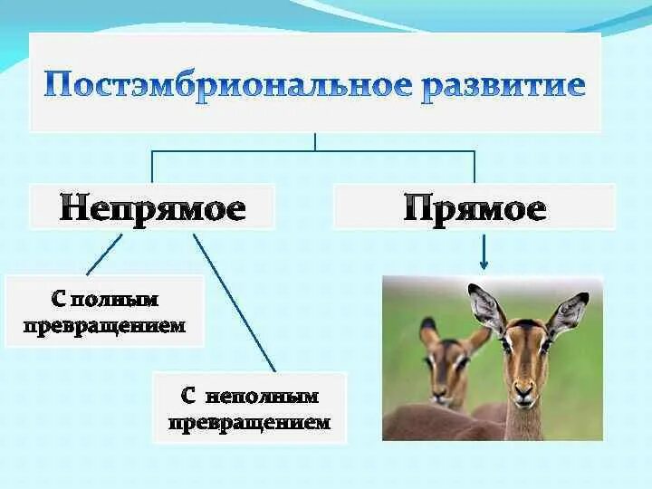 Схема постэмбрионального развития. Постэмбриональное развитие млекопитающих. Непрямое постэмбриональное развитие животных. Постэмбриональное развитие прямое и Непрямое схема.