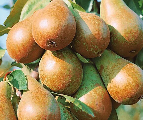Груша таблица описание сорта. Груша полезная для собак. Груша осенняя. Вильямс (сорт груш). Груша дуо.