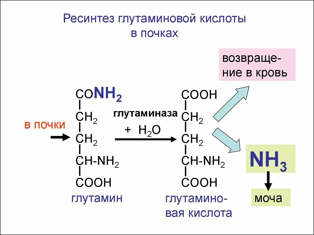 Для чего нужна глутаминовая кислота. Глутамин трансаминирование. Глутаминовая кислота трансаминирование. Трансаминирование глу. Глутамин из глутаминовой кислоты.