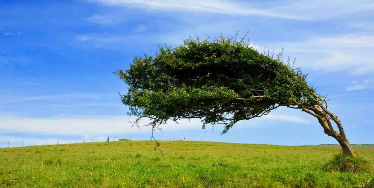 Дерево на ветру. Деревья растущие в ветре. Дерево под ветром. Венге дерево растущее.