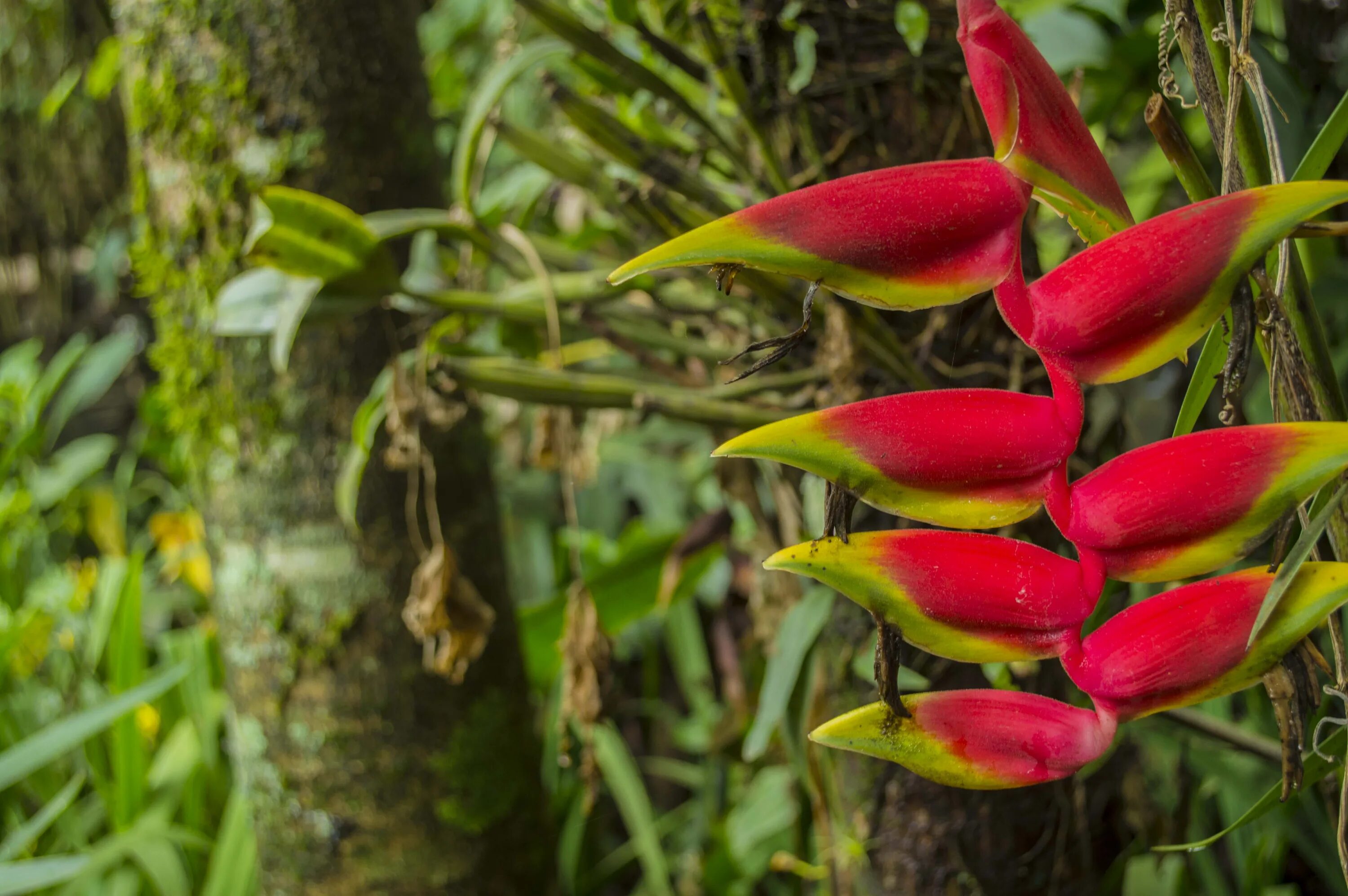 Крабами цветы. Геликония Тропикал. Геликония (Heliconia). Клешня краба, Геликония Ростральная (Heliconia rostrata). Геликония Кюрасао.