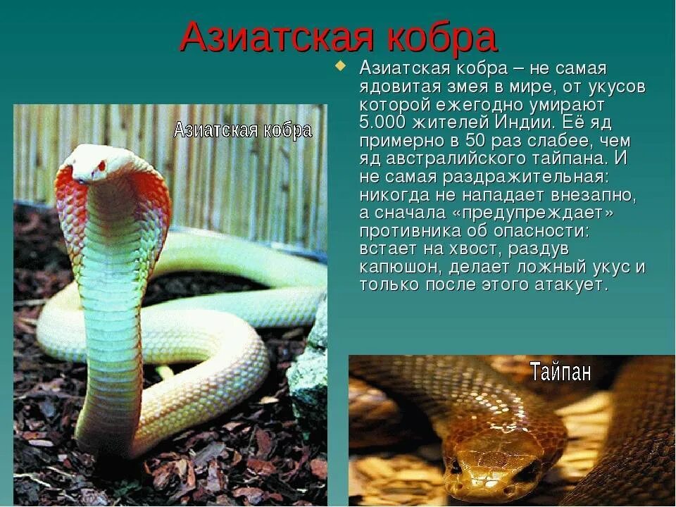 Где змеи как называются. Змеи красной книги. Название змей. Ядовитые змеи. Змеи красной книги России.