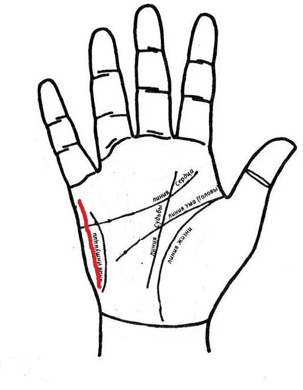 Хиромантия бугор сатурна. Линия от мизинца. Линия меркурия (линия печени, линия здоровья). Линии на фалангах пальцев хиромантия. Линия сердца на ладони.
