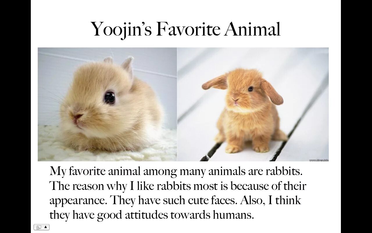 What my favourite animal о кроликах. My favourite animal is Rabbit. My favorite animal is a Cat. My favourite animal 2 класс по английскому Rabbit. Less favourite the least favourite