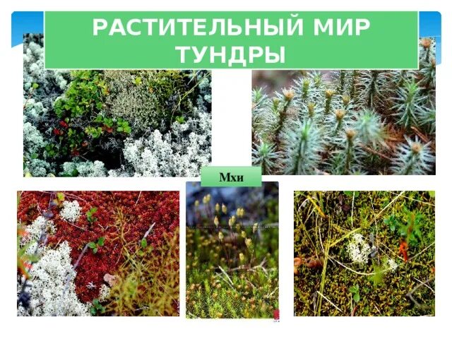 Растительность тундры и растительность тайги отличия. Сфагнум тундровый. растительный мир тундры. мох в тундре. растительный мир тундры в россии.