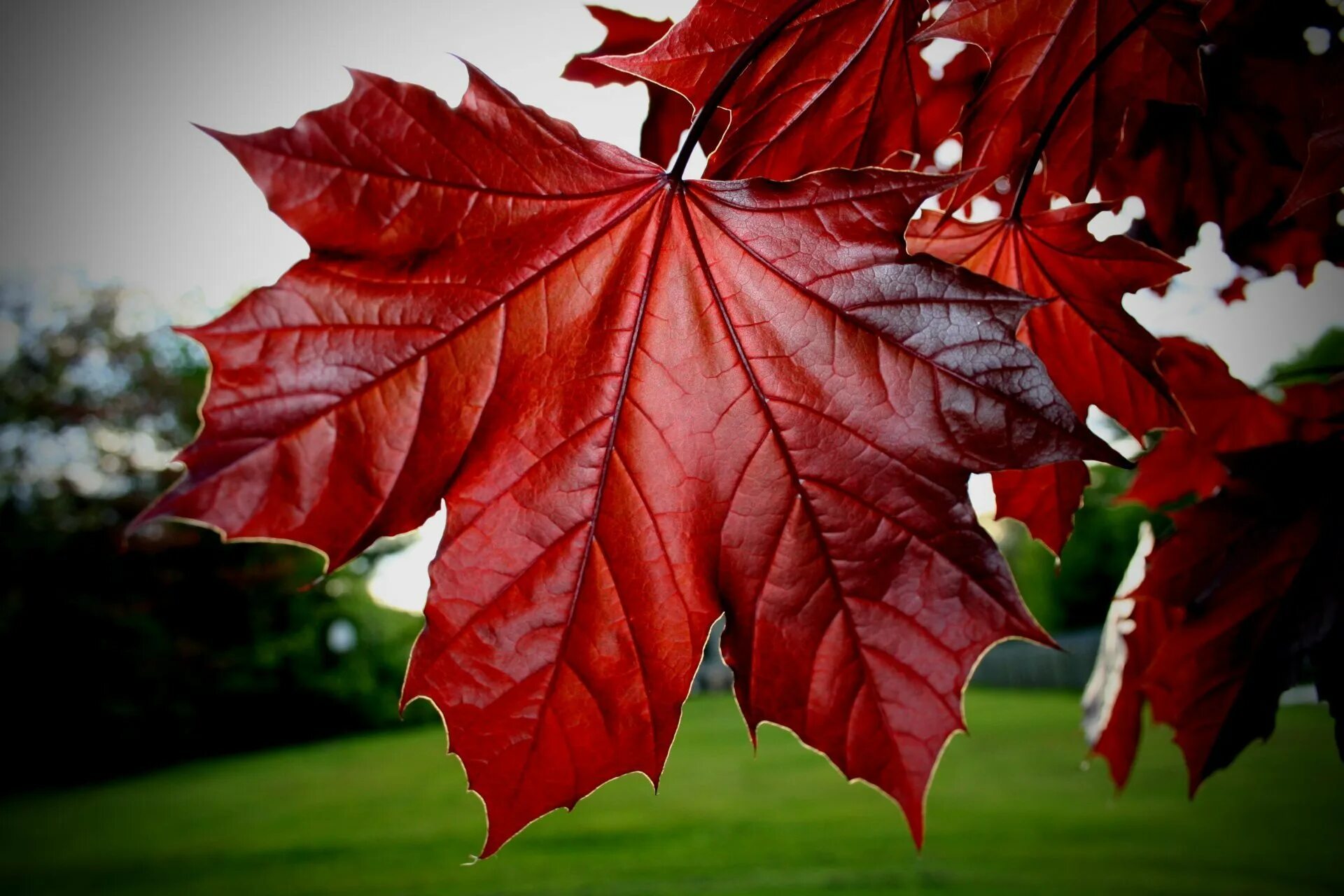 Лист клена. Клен краснолистный. Листья клен Acer rubrum. Клен Red Maple Leaf.