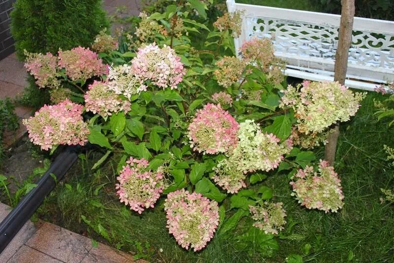 Описание сорта Бомбшелл (Hydrangea Paniculata Bombshell) метельчатой гортензии