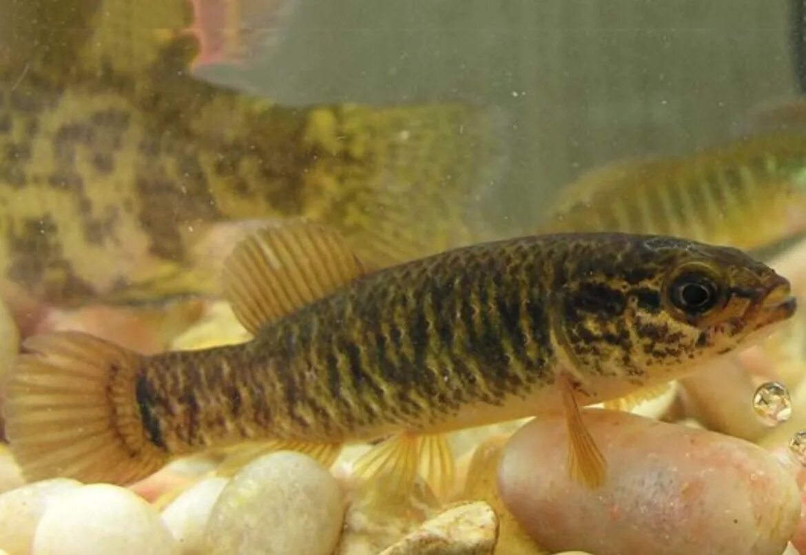 Когда евдошка. Амгуэмская даллия. Когда евдошка. Умбра европейский рыба. Рыбка евдошка.