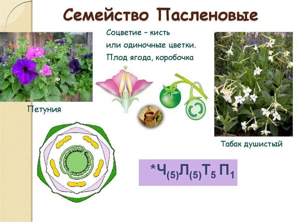 Диаграмма цветка пасленовых. Соцветие пасленовых растений. Семейство Пасленовые плод коробочка. Формула цветка пасленовых растений.