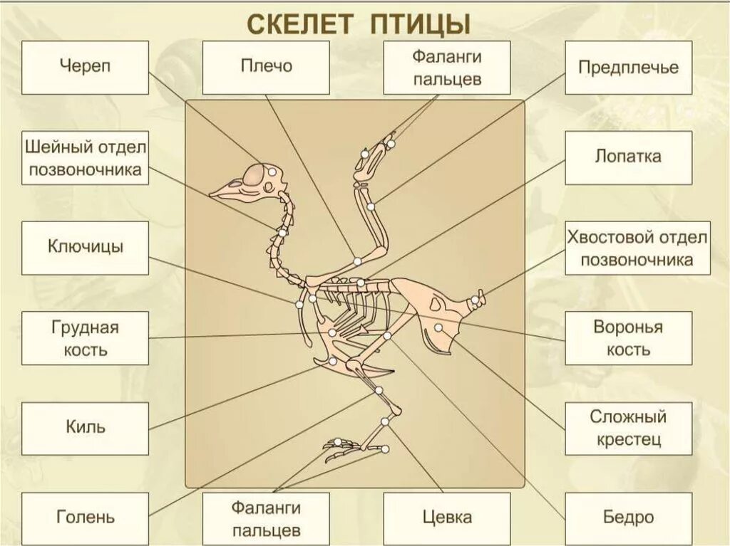 Опорная система птиц. Скелет птицы биология 7 класс. строение скелета птицы 7 класс биология. строение скелета птицы. скелет птицы схема биология 7 класс.