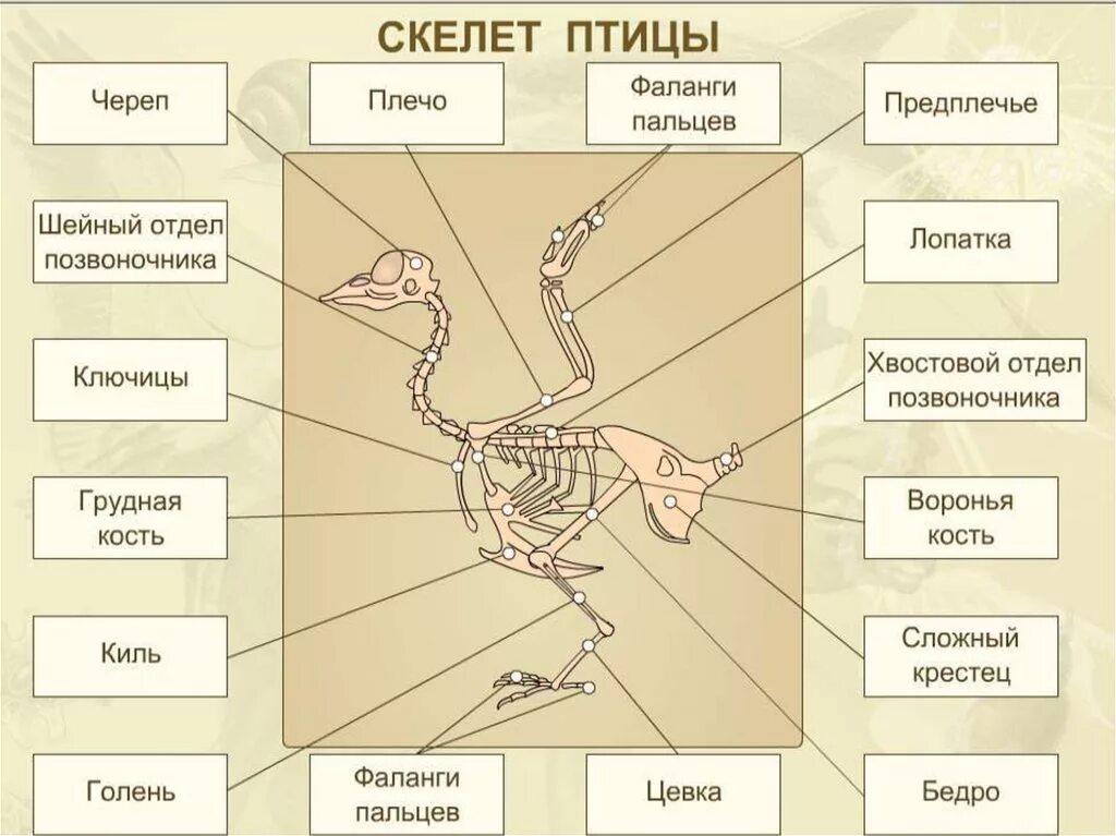 Внутреннее строение птиц скелет. Строение опорно двигательной системы птиц. Лабораторная биология 7 класс строение скелета птицы. Скелет птицы биология 7 класс. Опорно двигательная система птиц скелет.