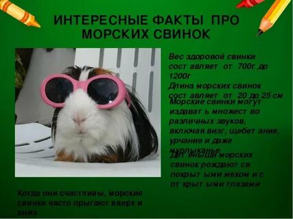 Свинка факты