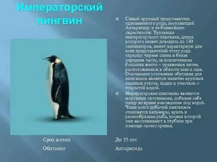 Императорский пингвин красная книга
