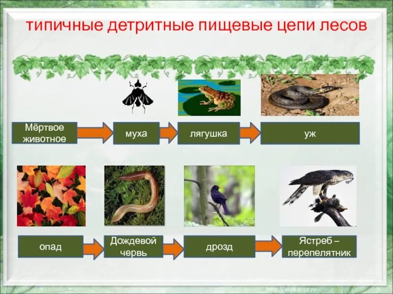 Цепь питания леса 5 звеньев. Трофические уровни детритной цепи. цепочка питания пастбищная и детритная. детритная пищевая цепь э. детритная цепь питания из 5 звеньев.
