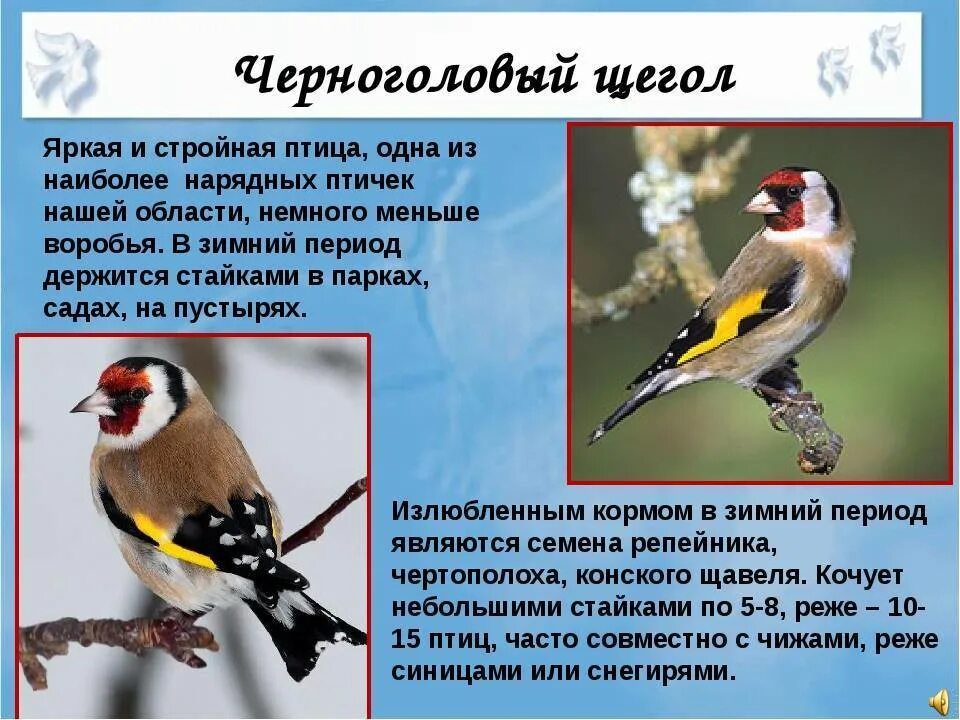 Щегол книга кратко