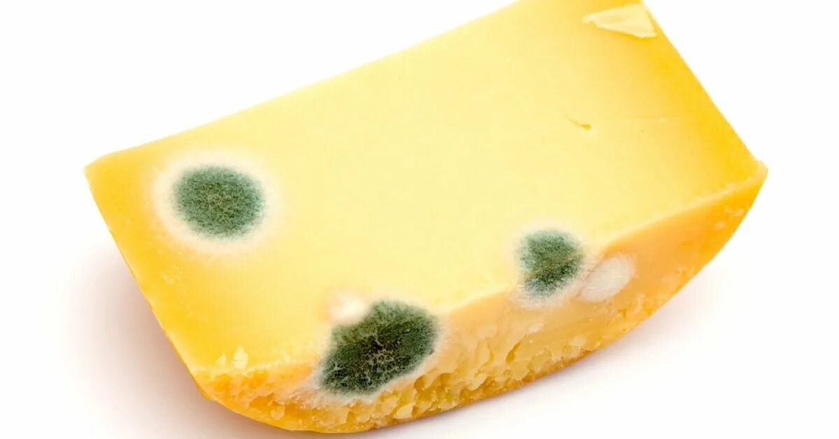 сыр покрытый плесенью. сыр с плесенью. белый налет на сыре. испорченный сыр. испорченный сыр.