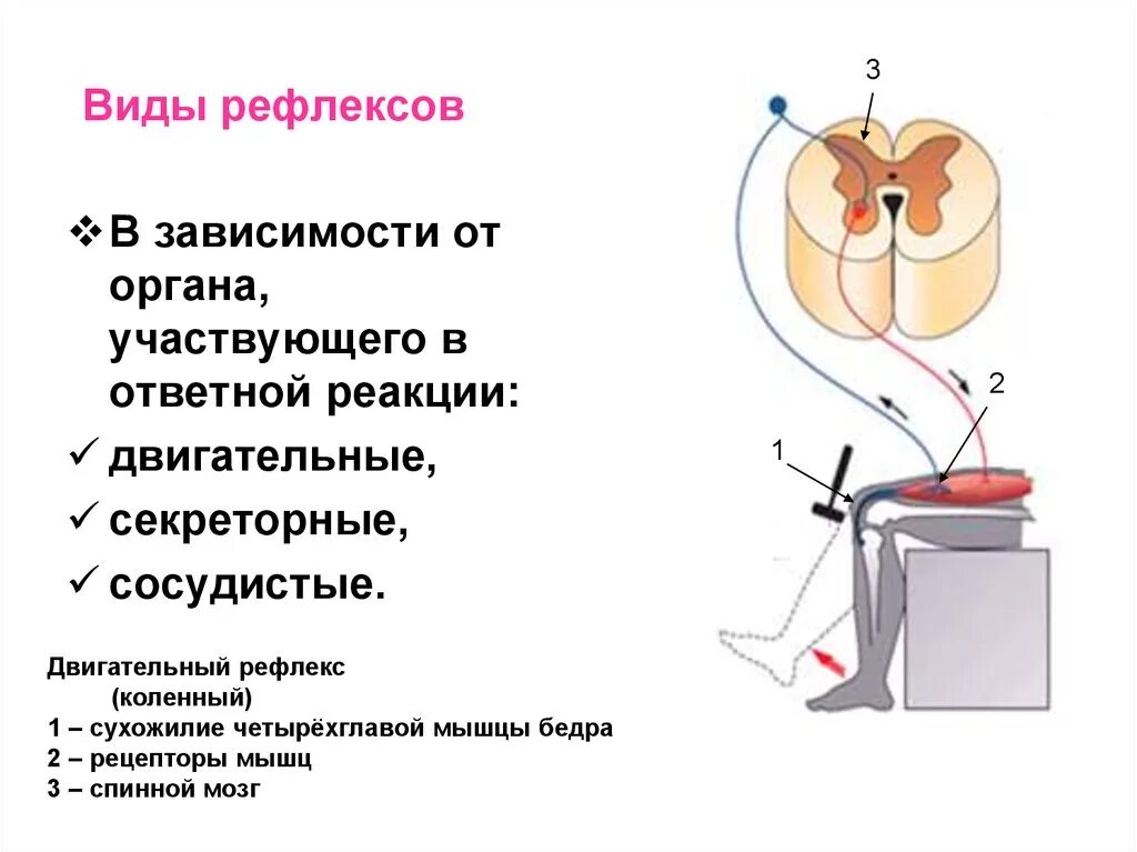 Чувство рефлекса. Рефлекторная дуга. Рефлекс- понятие, виды.. Рефлекс виды рефлексов анатомия. Секреторные рефлексы. Виды рефлексов по ответной реакции.