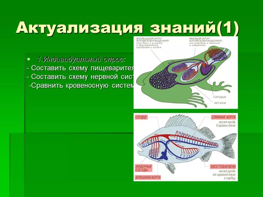 Сравните дыхательную систему рептилии и амфибии. Дыхательная и кровеносная система земноводных. Строение системы пищеварения земноводных. Кровеносная система рыб. Кровеносная система амфибий.