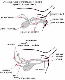 Мочеполовая система у собак