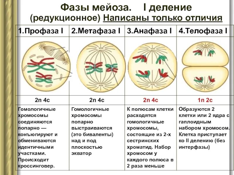 Как называется стадия мейоза. 1 деление мейоза фаза профаза. таблица мейоз 1 и мейоз 2 по фазам. схема стадий митотического деления клетки. фазы мейоза 1 деление 2 деление.