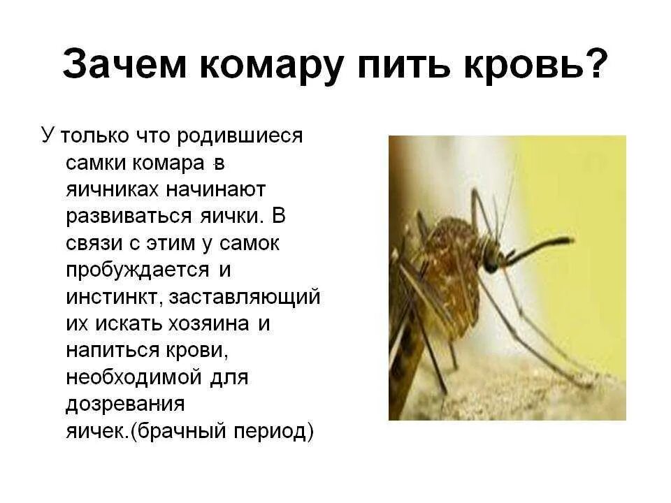 Сколько укусов комаров. Почему комары пьют кровь. Зачем комары пьют кровь человека.