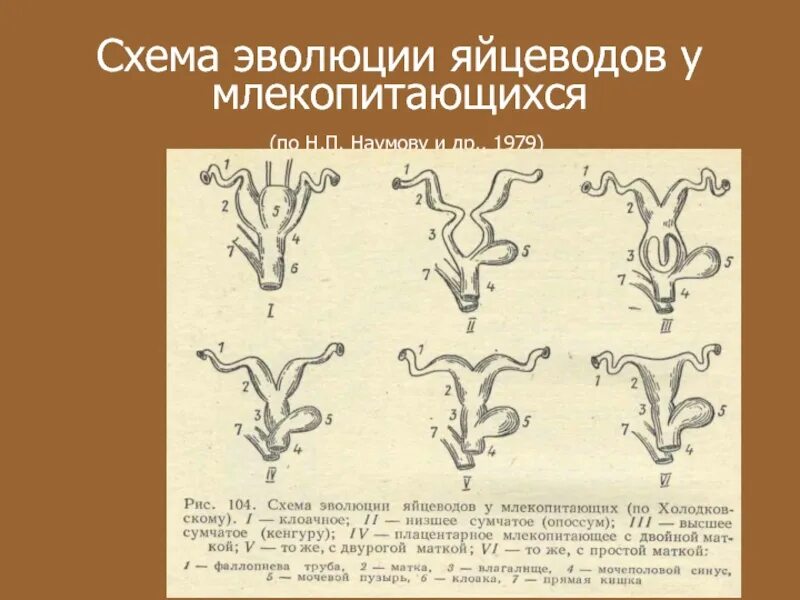 Каинизм можно встретить у млекопитающих. Эволюция схема. схема эволюции яйцеводов млекопитающих. эволюция млекопитающих схема. яйцевод у млекопитающих.