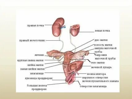 Арық серпімді бөкселер