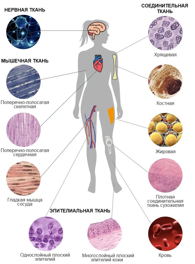 Названия тканей человека. Виды тканей человека биология. Виды тканей в организме человека. Типы тканей в человеческом организме. Виды тканей в теле человека.