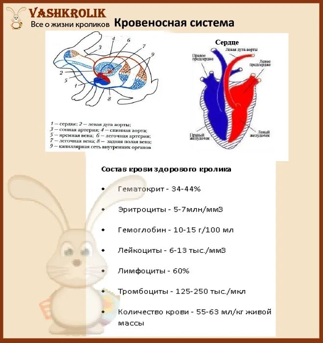 Млекопитающие вид кровеносной системы