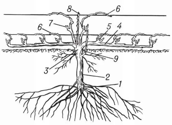 Корневая система винограда. Девичий виноград корневая система. Однолетний куст винограда.корневая система. Корневая поросль винограда. Корневая система винограда глубина.
