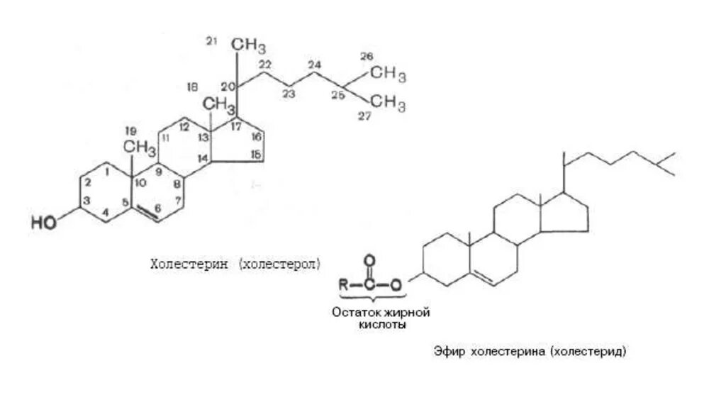 Формула холестерола. Структурная формула холестерида. Холестерин пальмитиновой кислоты. Холестерид формула структурная. Образование жирных кислот из холестерина.