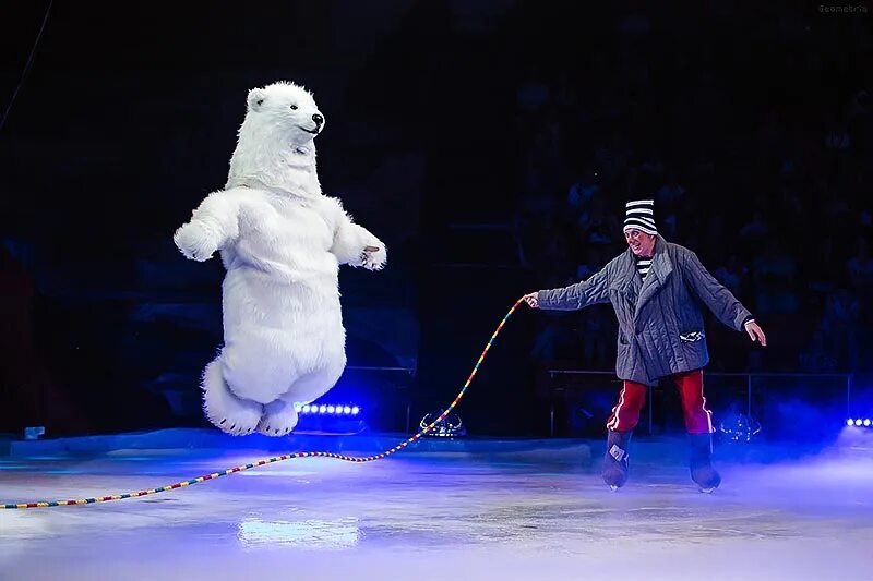шоу цирк белые медведи и их друзья