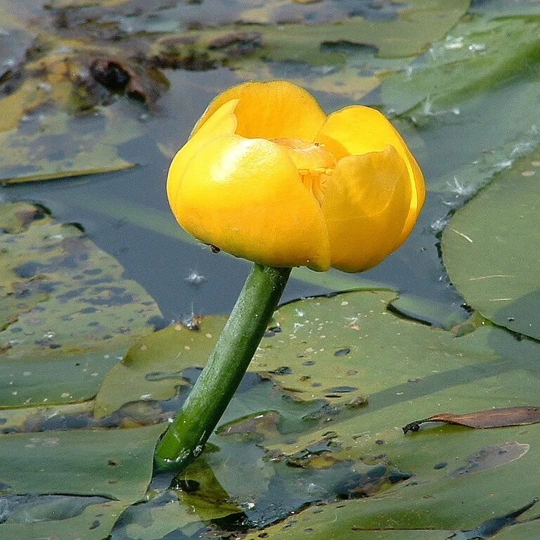 Кубышка (Nuphar). Кубышка жёлтая. Кувшинка кубышка. Кувшинка желтая кубышка. Кубышка условия