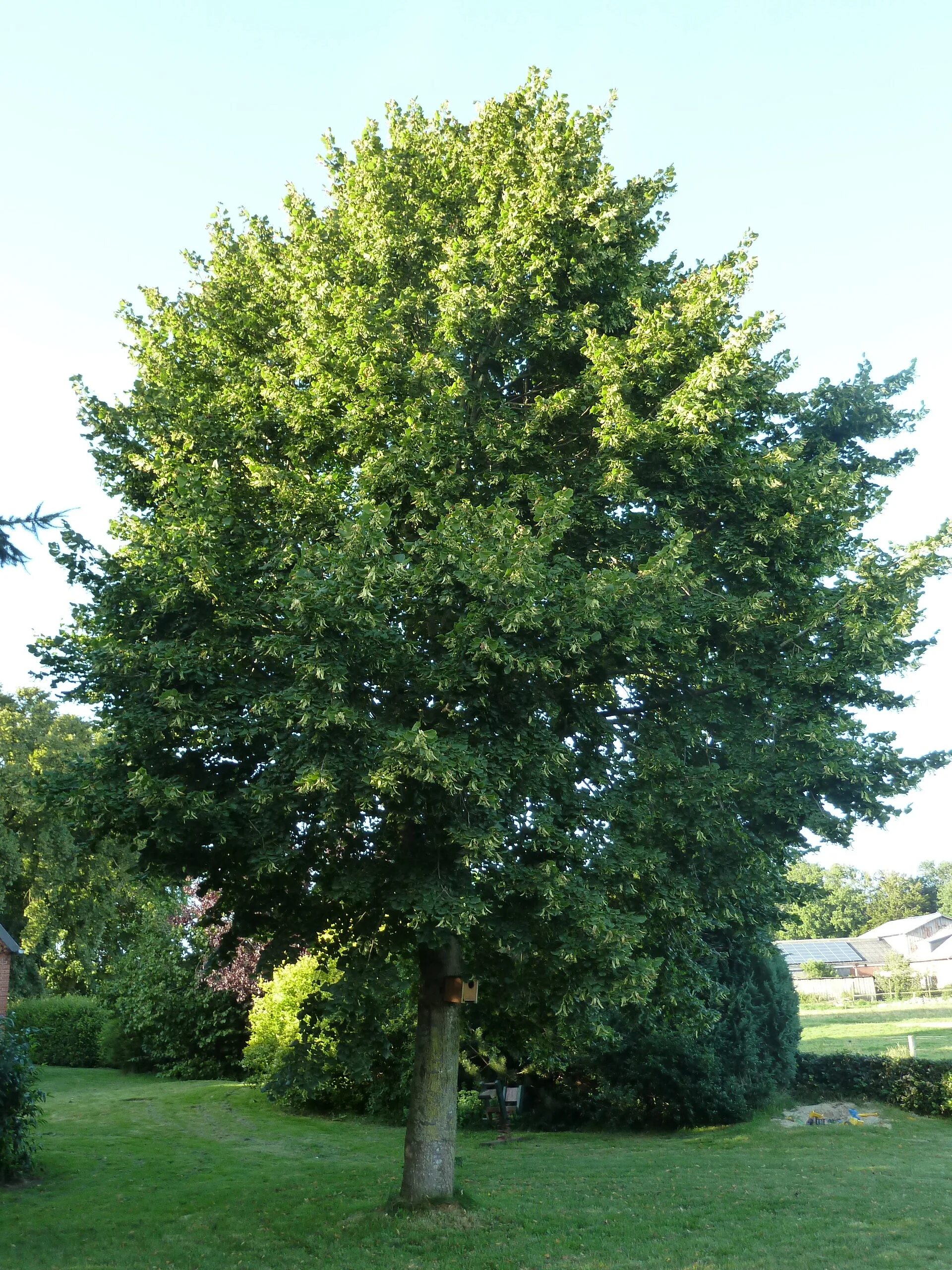 Липа дерево. Tacuinum Sanitatis Tilia Linden Tree липа. Клён это хвойное или лиственное дерево. Куст клен вечнозеленое.